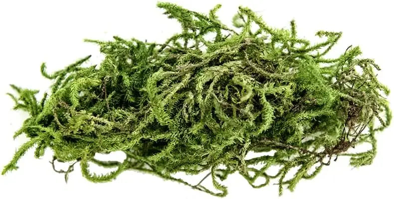 Green Sphagnum Moss for Terrariums, 4 Quart – Natural Humidity for Reptiles & Amphibians